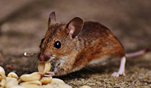 24 Hour & Emergency Exterminators in Gwynedd, PA